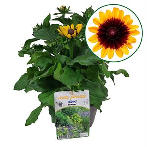 Bild von VP Rudbeckia P19 hirta Gold black eye. beperkt lev.